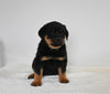 AKC Registered Rottweiler For Sale Fredericksburg OH Male-Max