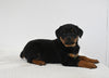 AKC Registered Rottweiler For Sale Fredericksburg OH Male-Tucker