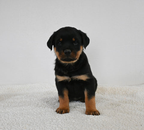 AKC Registered Rottweiler For Sale Fredericksburg OH Male-Zeke