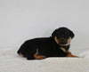 AKC Registered Rottweiler For Sale Fredericksburg OH Male-Zeke