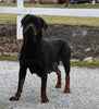 AKC Registered Rottweiler For Sale Fredericksburg OH Male-Tucker