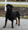 AKC Registered Rottweiler For Sale Fredericksburg OH Female-Indy