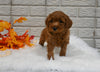 Cavapoo For Sale Holmesville OH Male-Maverick