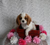 AKC Registered Cavalier KCS For Sale Millersburg OH Female-Bethany