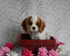 AKC Registered Cavalier KCS For Sale Millersburg OH Female-Bethany