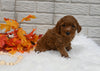 Cavapoo For Sale Holmesville OH Male-Maverick