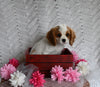 AKC Registered Cavalier KCS For Sale Millersburg OH Female-Bethany