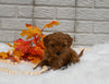 Cavapoo For Sale Holmesville OH Male-Marley