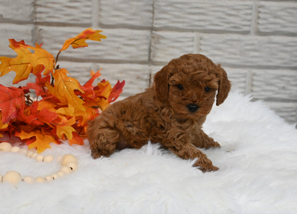 Cavapoo For Sale Holmesville OH Male-Marley