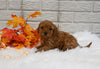 Cavapoo For Sale Holmesville OH Male-Marley