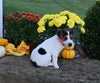 Jack Russell Terrier For Sale Millersburg OH Female-Lillie