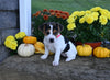 Jack Russell Terrier For Sale Millersburg OH Female-Lillie