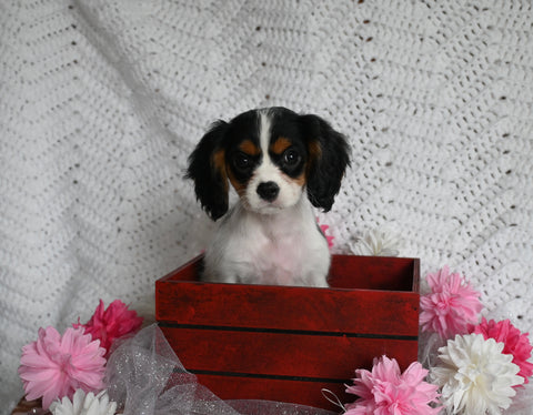AKC Registered Cavalier KCS For Sale Millersburg OH Female-Brailey
