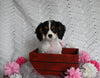AKC Registered Cavalier KCS For Sale Millersburg OH Female-Brailey