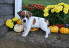 Jack Russell Terrier For Sale Millersburg OH Male-Rover