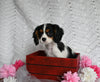 AKC Registered Cavalier KCS For Sale Millersburg OH Female-Brailey