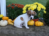 Jack Russell Terrier For Sale Millersburg OH Male-Rover