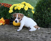 Jack Russell Terrier For Sale Millersburg OH Male-Ricky