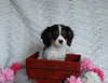 AKC Registered Cavalier KCS For Sale Millersburg OH Female-Brailey