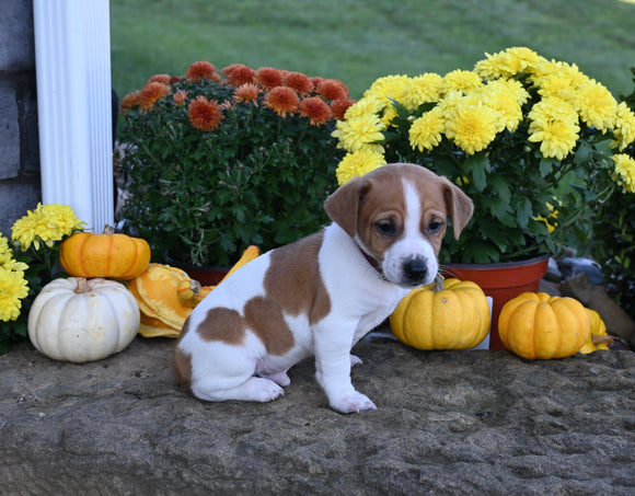 Jack Russell Terrier For Sale Millersburg OH Male-Ricky