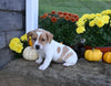 Jack Russell Terrier For Sale Millersburg OH Female-Lassie