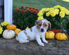 Jack Russell Terrier For Sale Millersburg OH Female-Lassie