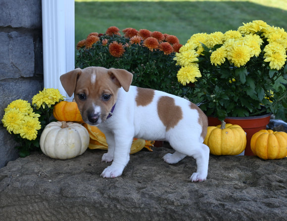 Jack Russell Terrier For Sale Millersburg OH Male-Lexy