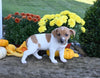 Jack Russell Terrier For Sale Millersburg OH Male-Lexy