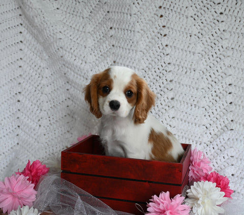 AKC Registered Cavalier KCS For Sale Millersburg OH Male-Benson