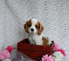 AKC Registered Cavalier KCS For Sale Millersburg OH Male-Benson