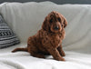 Goldendoodle For Sale Sugarcreek OH Male-Jaylon