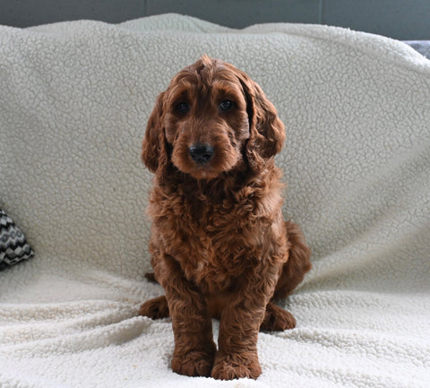 Goldendoodle For Sale Sugarcreek OH Male-Jaylon