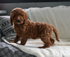 Goldendoodle For Sale Sugarcreek OH Female-Gloria
