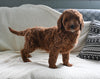 Goldendoodle For Sale Sugarcreek OH Female-Gloria