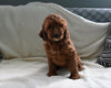 Goldendoodle For Sale Sugarcreek OH Female-Gloria