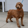 Goldendoodle For Sale Sugarcreek OH Female-Gloria