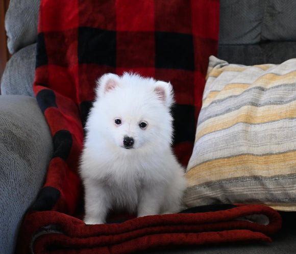 Pomeranian For Sale Sugarcreek OH Male-Buttons