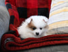 Pomeranian For Sale Sugarcreek OH Female-Ivy