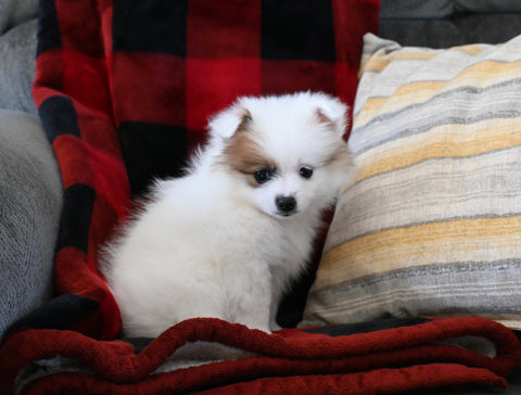 Pomeranian For Sale Sugarcreek OH Female-Ivy