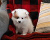 Pomeranian For Sale Sugarcreek OH Female-Ivy