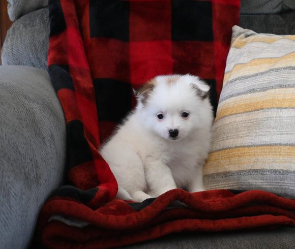 Pomeranian For Sale Sugarcreek OH Female-Poppy