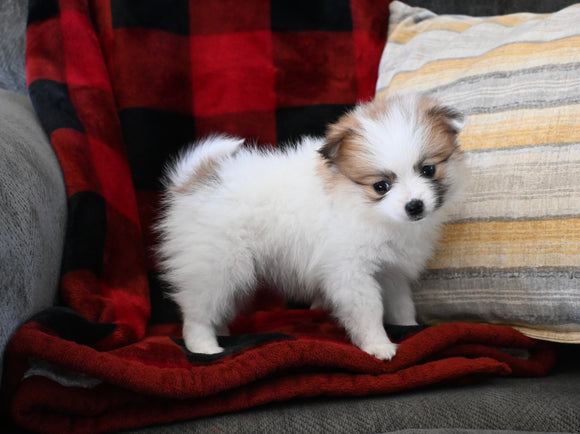 Teacup Pomeranian For Sale Sugarcreek OH Female-Tiny