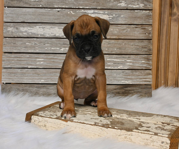 AKC Registered Boxer For Sale Fredericksburg OH Female-Daisy