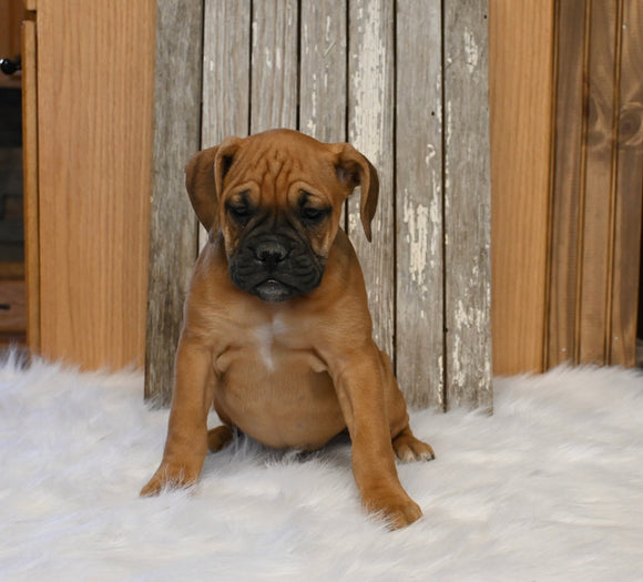 Boxer/Bulldog For Sale Fredericksburg OH Male-Barney