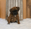 Boxer/Bulldog For Sale Fredericksburg OH Female-Bella