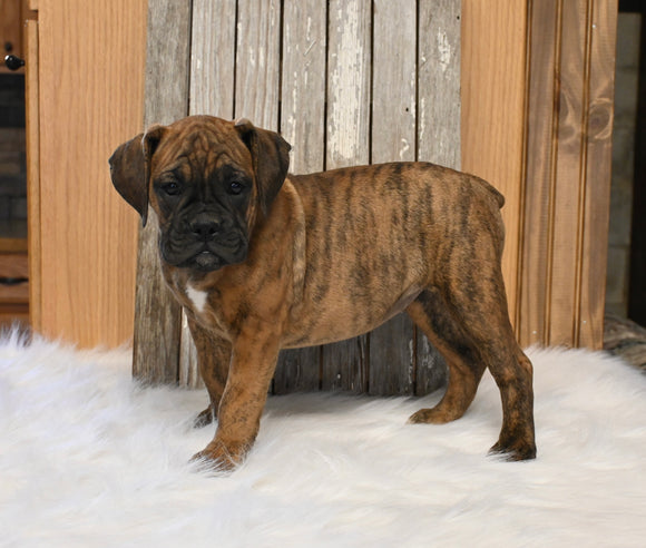 Boxer/Bulldog For Sale Fredericksburg OH Female-Bella