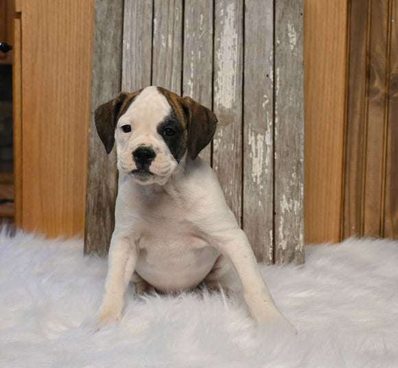 Boxer/Bulldog For Sale Fredericksburg OH Female-Brandy