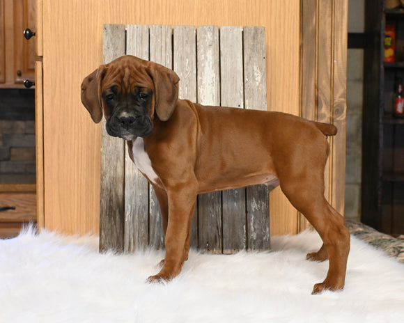 AKC Registered Boxer For Sale Fredericksburg OH Male-Payton