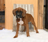 AKC Registered Boxer For Sale Fredericksburg OH Male-Payton