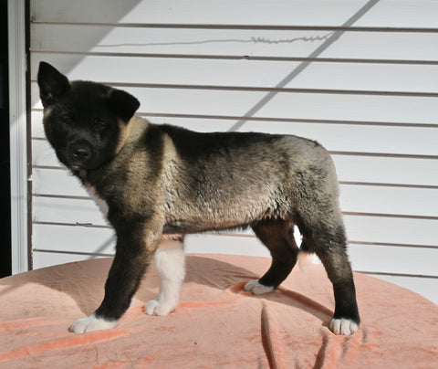 AKC Registered Akita For Sale Millersburg OH Female-Asha